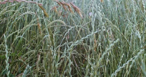 Tall grass blowing Stock Footage 89777000