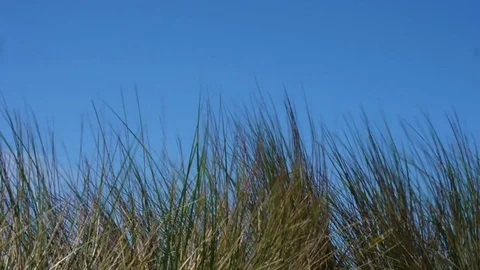 Tall grass blowing in the wind against a blue sky Stock Footage 76723631
