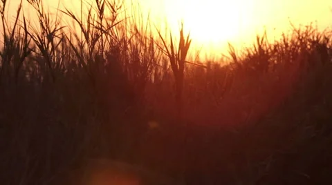Tall grass blowing in the wind during sunset. Stock Footage 40467994