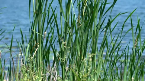 Tall grass blowing in the wind on the edge of a lake on a warm summer day Vídeos de archivo 277404976