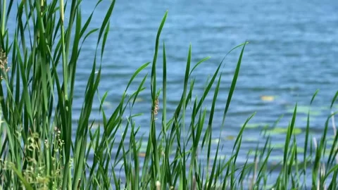 Tall grass blowing in the wind on the edge of a lake on a warm summer day Vídeos de archivo 277404981