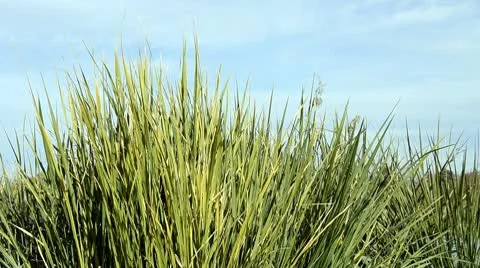 Tall Grass Blowing in the Wind Stock Footage 8992078