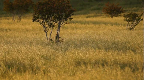 Tall grass blowing in the wind Stock Footage 23361105