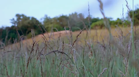 Tall grass blowing in the wind Stock Footage 39932367