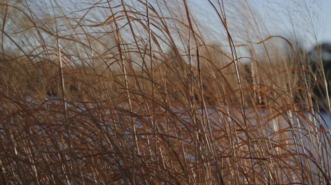 Tall grass blowing in the wind Stock Footage 45921244