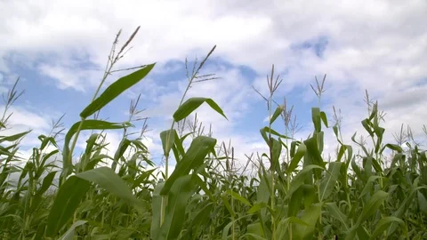 Tall grass blowing in wind 스톡 동영상 86628685