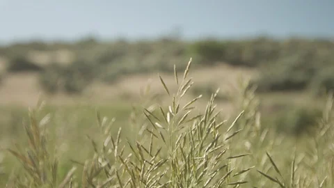 Tall Grass Blowing in Wind 스톡 동영상 92828578