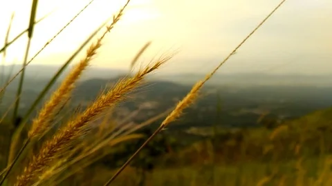 Tall grass blowing in the wind Stock Footage 93782907
