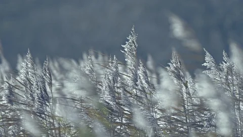 Tall grass blowing in the wind Stock Footage