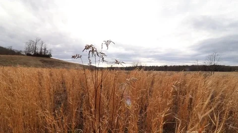 Tall Grass Blowing in the Wind 库存影片 126113566
