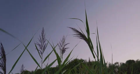 Tall Grass Blowing In the Wind Stock Footage 205521981