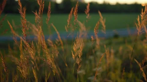 Tall Grass Blowing in Wind Stock Footage 244368442