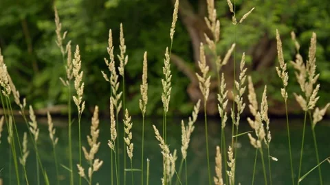 Tall Grass Blowing in Wind Stock Footage 244369561