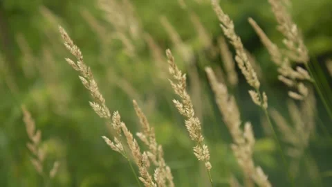 Tall Grass Blowing in Wind Stock Footage 244369645