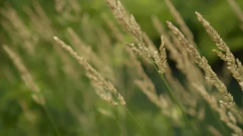 Tall Grass Blowing in Wind Stock Footage 244370130