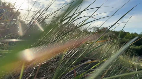 Tall Grass Blowing in Wind Stock Footage 320860744