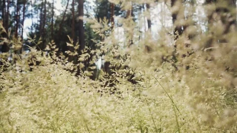 Tall Grass Blowing in the Wind at Forest Edge – Peaceful Nature Scene Stock Footage 310534912