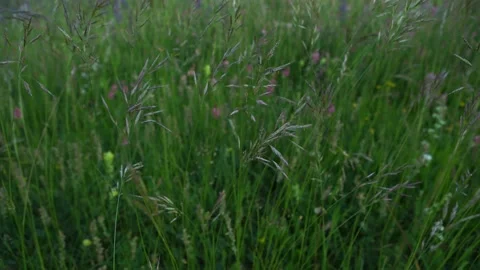 Tall Grass Blowing In The Wind. Grass, Field, Wildflowers, Meadow Stock Footage 221445201