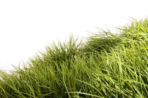Tall grass blowing in the wind Stock-Fotos