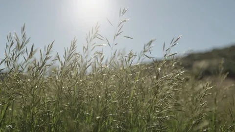 Tall Grass Blowing in the Wind on a Summers Day 스톡 동영상 92827259