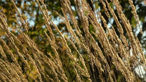 Tall grass blowing with the wind on a sunny day early autumn Stock Footage 140947403