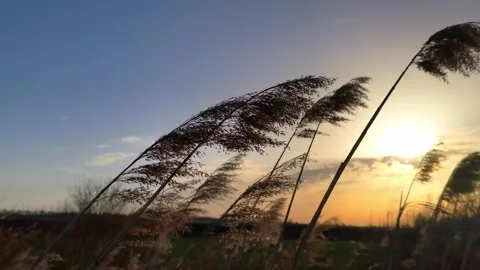 Tall grass blowing in the wind at sunset Stock Footage 307590175