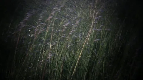 Tall grass blowing in wind through a plastic Holga lens Stock-Footage 40030616