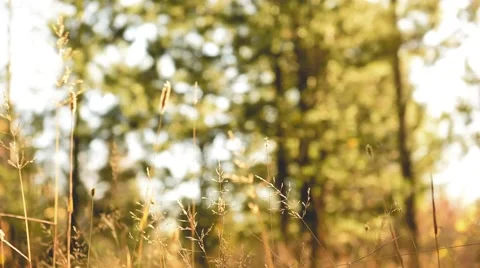 Tall grass blowing in wind with trees behind autumn. Stock Footage 55658178