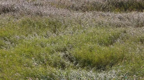 Tall grass blown by wind summer day. Stock Footage 41548353