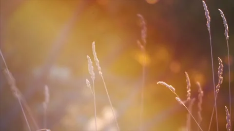 Tall grass blows in the wind at sunset, macro shot. Stock Footage 159722525