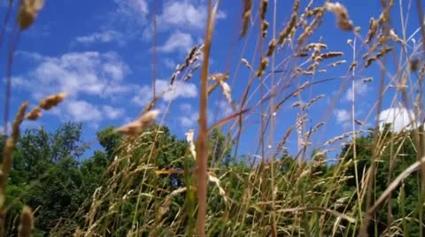 Tall grass in the breeze Stock Footage 11406734