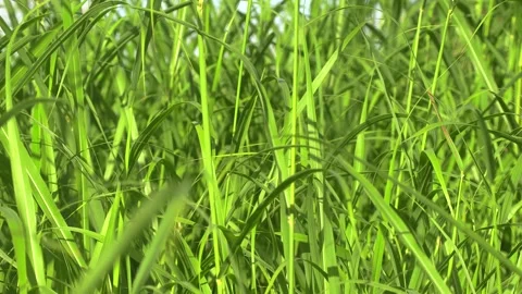 Tall grass on breezy day Video stock 295325676