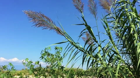 Tall grass with clear blue sky Stock Footage 67890622