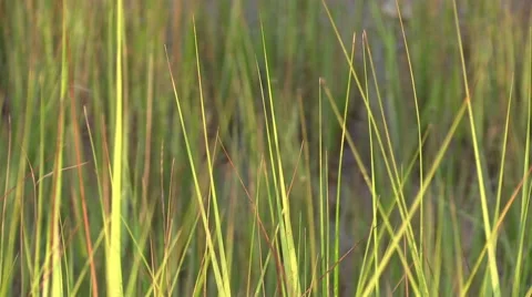 Tall Grass Close Up Blowing in the Wind Stock Footage 40325469