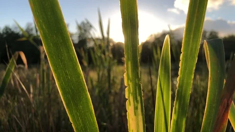 Tall Grass Close Up During Sunset 4K Nature Stock Footage 114775742