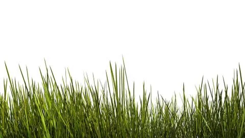 Tall grass close up Stock Illustration