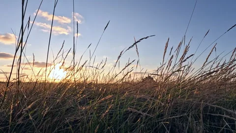 Tall Grass Close Up at Sunset with Mont Saint Michel Silhouette Vídeos de archivo 345177276