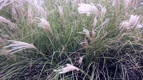 Tall Grass Dancing Stockbeeldmateriaal 79240028