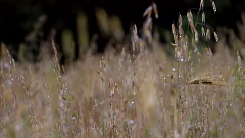 Tall grass with drop of water after rain day. Stock Footage 335168776
