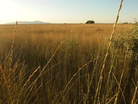 Tall grass during sunset Stock Photos