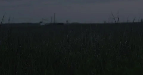 Tall Grass at Dusk 4K Vídeos de archivo 84000943