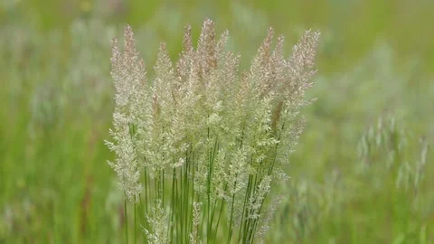 Tall grass ears weaving in the wind Stock Footage 154767769