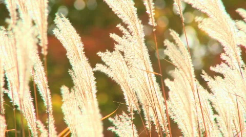Tall Grass ECU Stock Footage 623467
