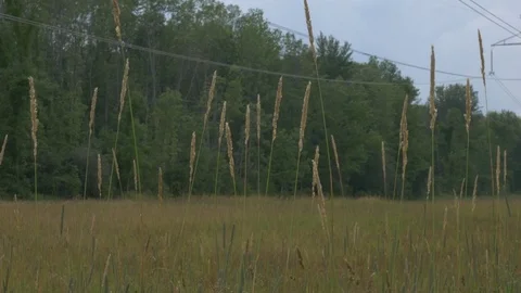 Tall Grass in empty Field 스톡 동영상 78690909