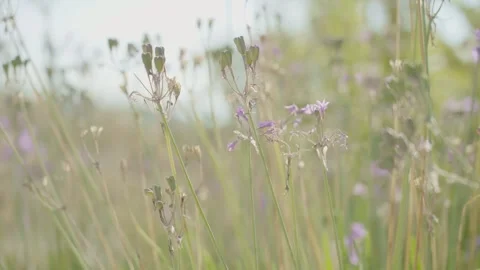 Tall grass, faint stems of spring flowers. Stock Footage 276606502