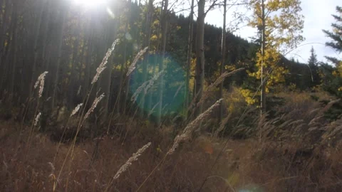 Tall Grass in the Fall Slo Motion 스톡 동영상 199158184