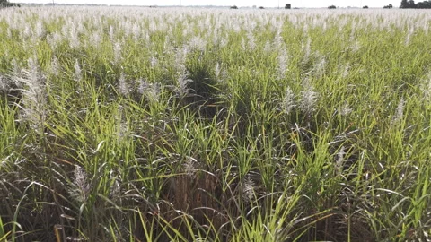 Tall Grass Field And Clouds Stock Footage 322024158