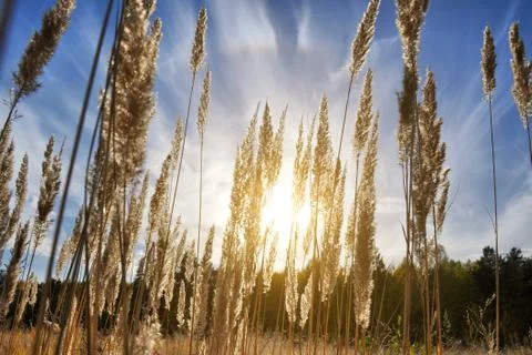 Tall grass in a field on the background of the setting sun and blue sky. Br.. Stock Photos