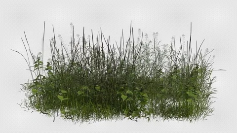 Tall Grass Field blowing in the wind Loop Animation. Alpha Channel Stock Footage 310428508