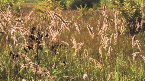 Tall grass in field. Bright setting sun illuminates beautiful glade. Stock Footage 220539879